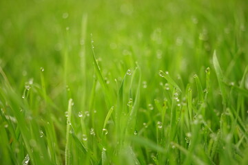 Wet green grass in rain drops. Natural floral background