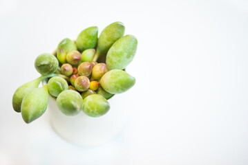 Succulent (Echeveria, crassula, aeonium, cotyledon, lithops, kalanchoe, caudex, etc)