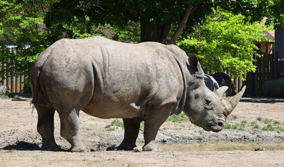 White rhinoceros or square-lipped rhinoceros is the largest extant species of rhinoceros.  It has a...