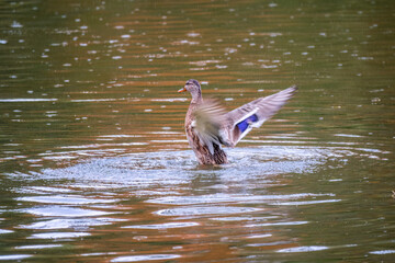 A duck swims in the dark water of a pond at sunset.