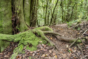 moss on roots in lush forest at Chao des Lauros, Madeira