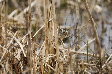 Common Reed bunting - Rietgors - Emberiza schoeniclus