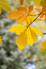 Oak branches with yellow leaves in autumn park