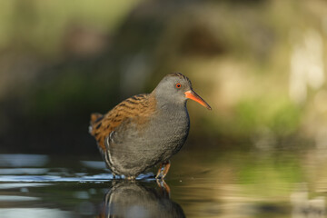 Water rail, Waterral - Rallus aquaticus