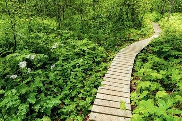 wooden bridge in the forest