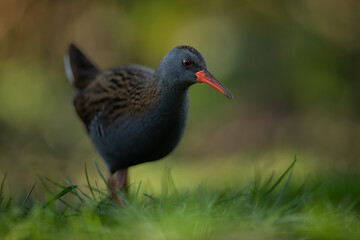 Water rail, Waterral - Rallus aquaticus