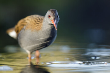 Water rail, Waterral - Rallus aquaticus