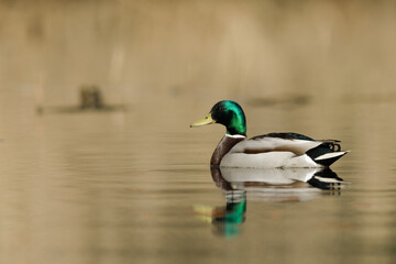 Mallard - Wilde eend - Anas platyrhynchos