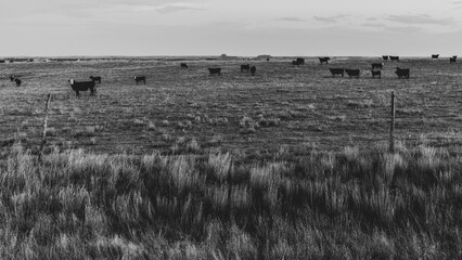 black and white cattle at sunset