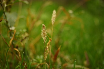 Fototapeta premium Dry grass in green field. Natural floral background