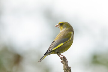 European Greenfinch - Groenling - Chloris chloris