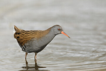 Water rail, Waterral - Rallus aquaticus