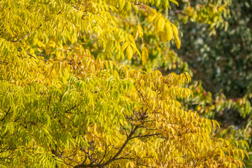 Autumn leaves of a weeping willow on a branch in late fall. Leaves turning yellow on a tree branch.