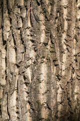 The texture of the bark of an old willow