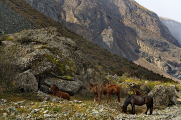 Russia. The South of Western Siberia, the Altai Mountains. Horses of the Altai breed graze in the shade of huge rock fragments before a snowstorm in the valley of the Chulyshman River.