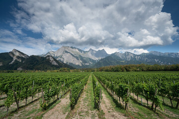 Fototapeta na wymiar A vineyard in an alpine setting in the commune of Fläsch in the Grisons, switzerland