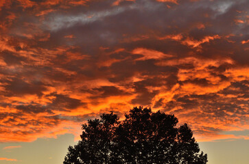 Atardecer con nubes grises y naranjas con la silueta de un árbol 