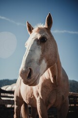 Obraz na płótnie Canvas Vertical closeup of American Quarter Horse in the pen on blue sky background