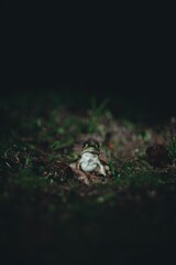 Vertical shot of a frog on green grass looking at the camera in the dark