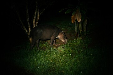 Black Baird's tapir grazing on green grass in the dark forest in Costa Rica at night