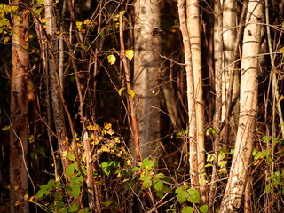autumn impression sunlight falling leaves
