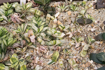 Succulent (Echeveria, crassula, aeonium, cotyledon, lithops, kalanchoe, caudex, etc)