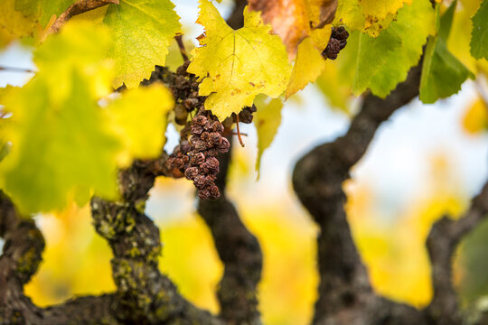 Grape raisins hanging on a vine surrounded by yellowing leaves. Fall in wine country.
