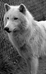 Obraz na płótnie Canvas Arctic Wolf or Polar White Wolf, is a subspecies of the Gray Wolf, a mammal of the family Canidae. Arctic Wolves inhabit the Canadian Arctic, Alaska and Greenland.