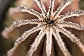 Succulent (Echeveria, crassula, aeonium, cotyledon, lithops, kalanchoe, caudex, etc)