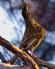 Vertical closeup of a red wattlebird on a tree branch
