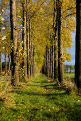 Fototapeta premium Tree lined pathwiay of yellow colored fall leaves in Holland
