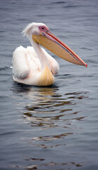 Great white or eastern white pelican, rosy pelican or white pelican is a bird in the pelican family.It breeds from southeastern Europe through Asia and in Africa in swamps and shallow lakes.