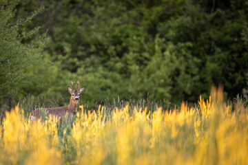 Roebuck - buck (Capreolus capreolus) Roe deer - goat