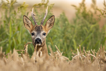 Roebuck - buck (Capreolus capreolus) Roe deer - goat
