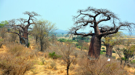 Baobab or  boab, boaboa, bottle tree, upside-down tree, and monkey bread tree Tarangire National...