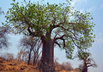 Baobab or  boab, boaboa, bottle tree, upside-down tree, and monkey bread tree Tarangire National...