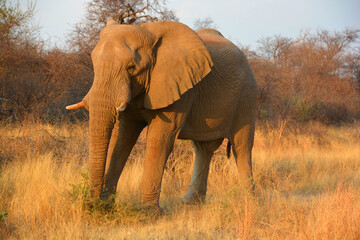 Obraz premium Elephant along river at the Zambezi National Park is a national park located upstream from Victoria Falls on the Zambezi River in Zimbabwe. 