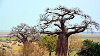 Baobab or  boab, boaboa, bottle tree, upside-down tree, and monkey bread tree Tarangire National Park is the sixth largest national park in Tanzania after Ruaha, Serengeti, Mikumi, Katavi and Mkomazi
