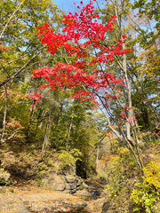 Fototapeta premium Autumn forest in the decay of the Kravtsovsky key. Khasansky district, Russia