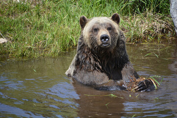 Obraz na płótnie Canvas The grizzly bear also known as the silvertip bear, the grizzly, or the North American brown bear, is a subspecies of brown bear that generally lives in the uplands of western North America.