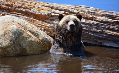 The grizzly bear also known as the silvertip bear, the grizzly, or the North American brown bear,...