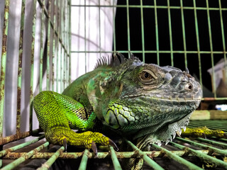 green iguana lay down on cage