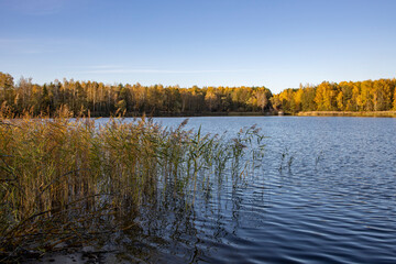 Autumn landscape by the river. The evening sun illuminates the yellow trees near the pond. The blue sky is reflected in the water.