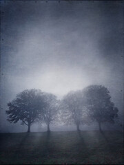 Line of trees in early morning fog