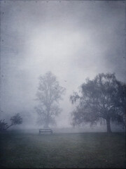 Trees in the early morning fog