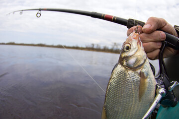An enviable trophy of a fisherman with a fishing rod in a European river. Caspian bream (Abramis...