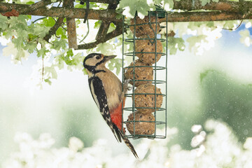 Great spotted woodpecker bird hanging and eating on a feeder with fat balls hanging in the garden...