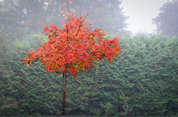 Single red maple tree against a cedar hedge in the morning fog.