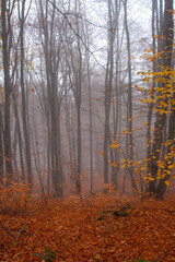 Foggy beech (fagus), autumn forest in Greece