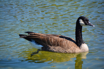 Canada goose family is a large wild goose species with a black head and neck, white patches on the face, and a brown body. 
